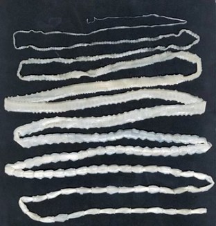 rundvlees lintworm