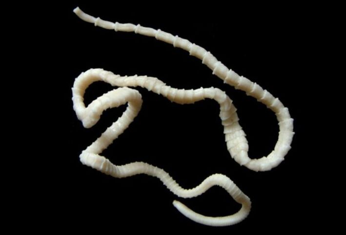 Brede lintworm