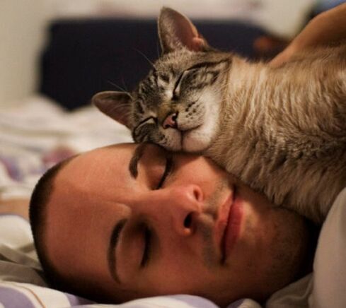 slapen met een kat als oorzaak van parasietenplaag