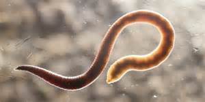 soorten wormen