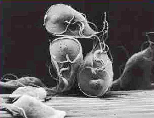 protozoaire parasiet Giardia